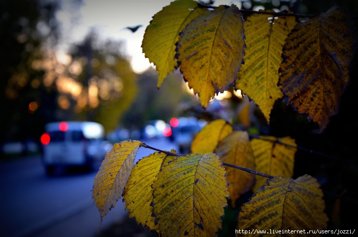 DSC_1099 (700x463, 240Kb)