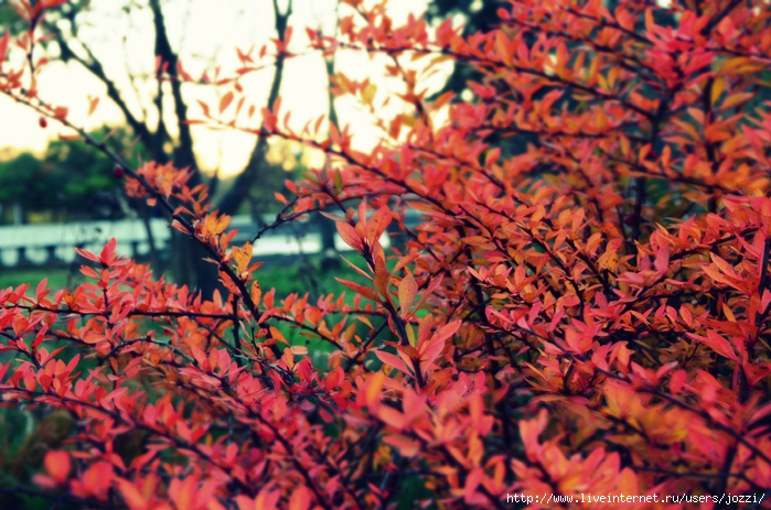 DSC_1132 (700x463, 328Kb)