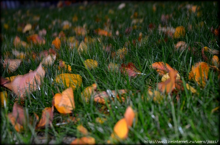 DSC_1170 (700x463, 287Kb)