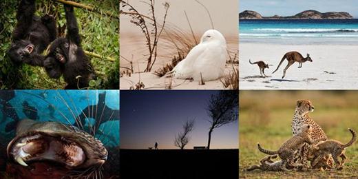 Лучшие фотографии животных от National Geographic 21-27 января
