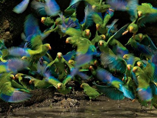 21 января, волнистые попугайчики, Эквадор