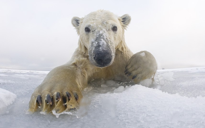 Встреча с полярными медведями