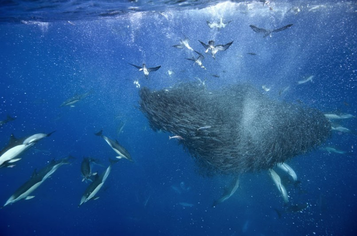 Дельфины и акулы охотятся за скумбрией у Азорских островов