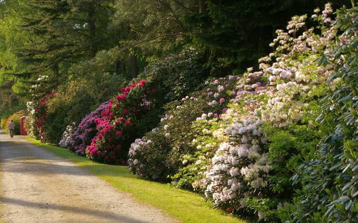 Рододендроновый парк-Westerstede Rhododendronpark. 12709