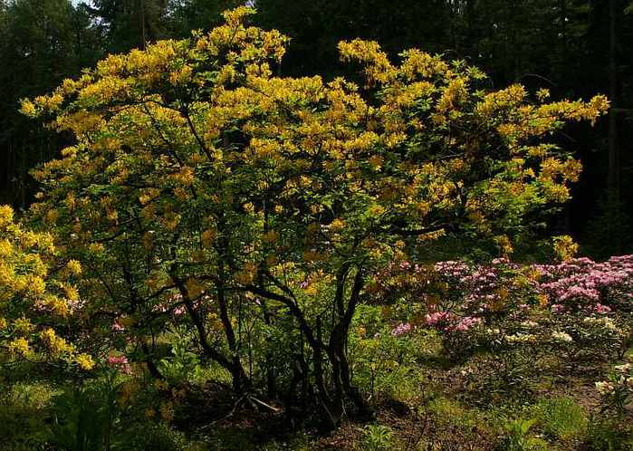 Рододендроновый парк-Westerstede Rhododendronpark. 97234