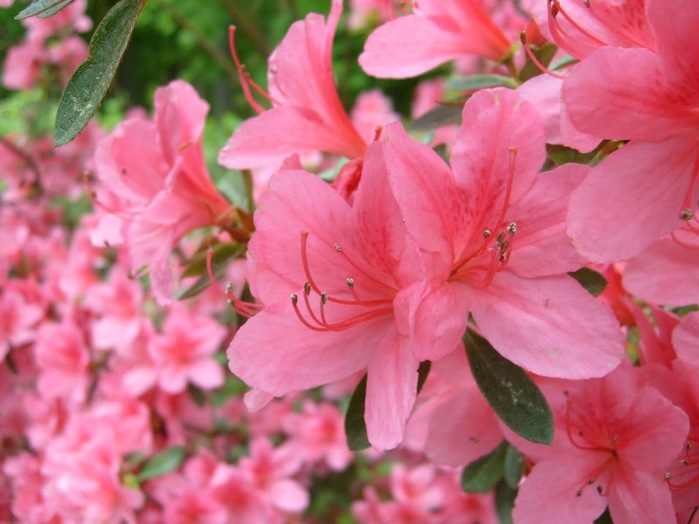 Рододендроновый парк-Westerstede Rhododendronpark. 84883