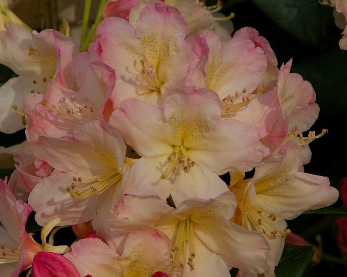 Рододендроновый парк-Westerstede Rhododendronpark. 35050