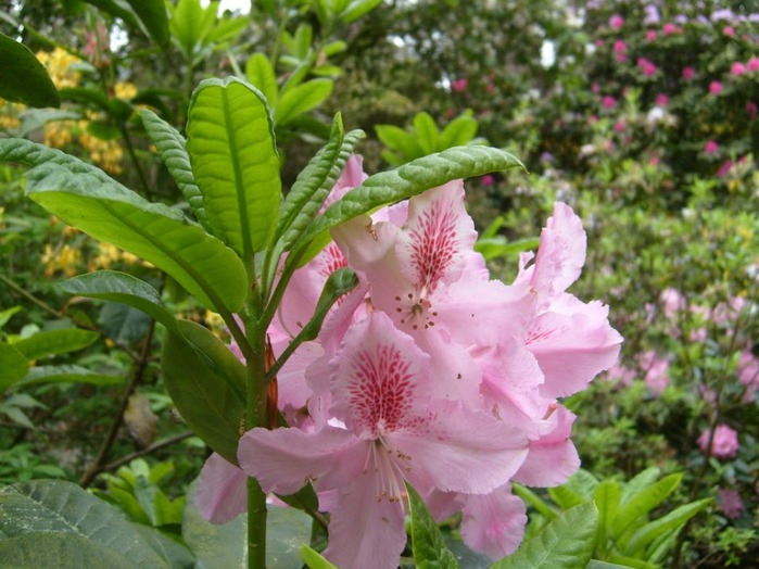 Рододендроновый парк-Westerstede Rhododendronpark. 41469