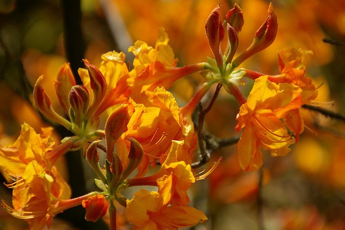 Рододендроновый парк-Westerstede Rhododendronpark. 26270