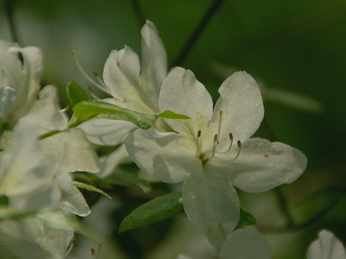 Рододендроновый парк-Westerstede Rhododendronpark. 76756