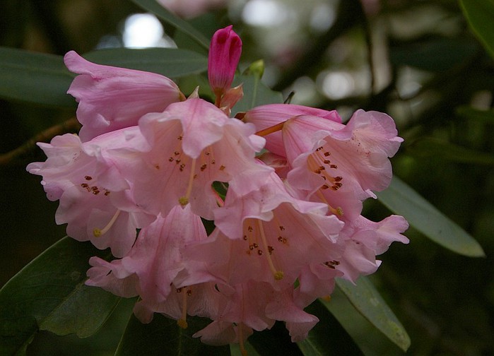 Рододендроновый парк-Westerstede Rhododendronpark. 42668