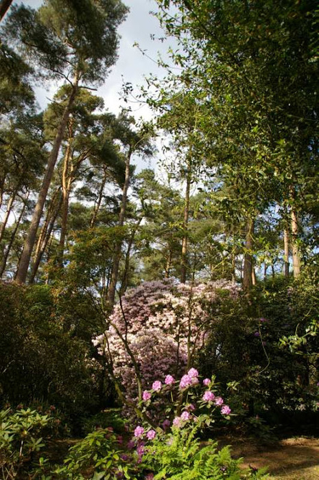 Рододендроновый парк-Westerstede Rhododendronpark. 52223
