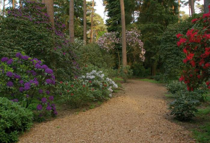 Рододендроновый парк-Westerstede Rhododendronpark. 26480