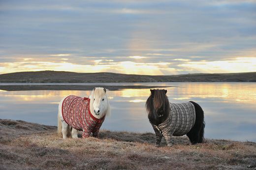 Очаровательные шотландские пони в свитерах