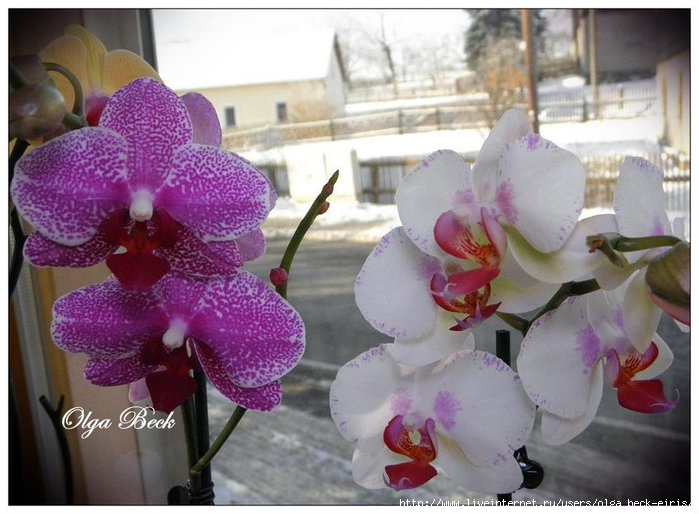 Важные факты о цветоносе орхидеи и уходе за растением в период роста стрелки