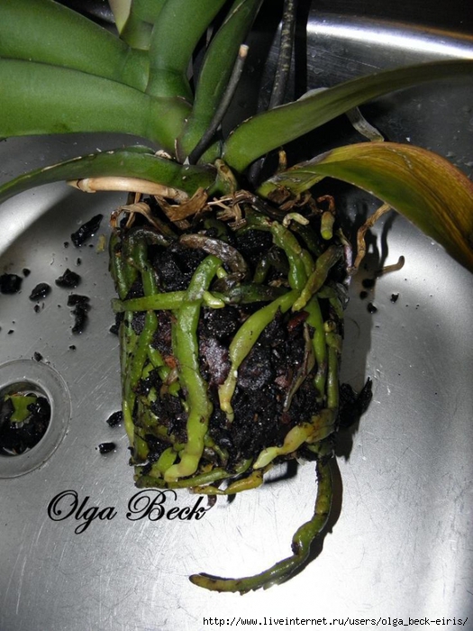 Как определить по корням, когда нужно поливать орхидею?