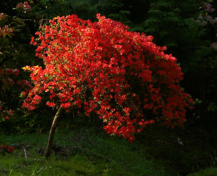 Рододендроновый парк-Westerstede Rhododendronpark. 89423