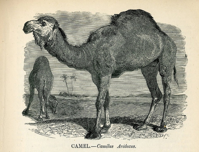 Camel-Sarah-GraphicsFairy (700x532, 333Kb)