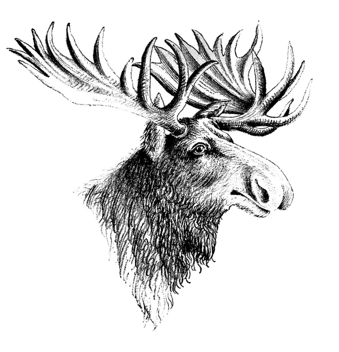 moose vintage image graphicsfairy2 (674x700, 177Kb)