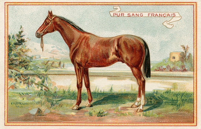 RaceHorse-VintageGraphicsFairy (700x450, 344Kb)