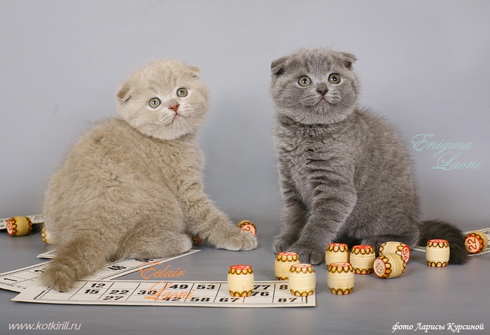 2883-eclair_laoni_-_enigma_laoni_-_scottish_fold_cattery_laoni (700x479, 121Kb)