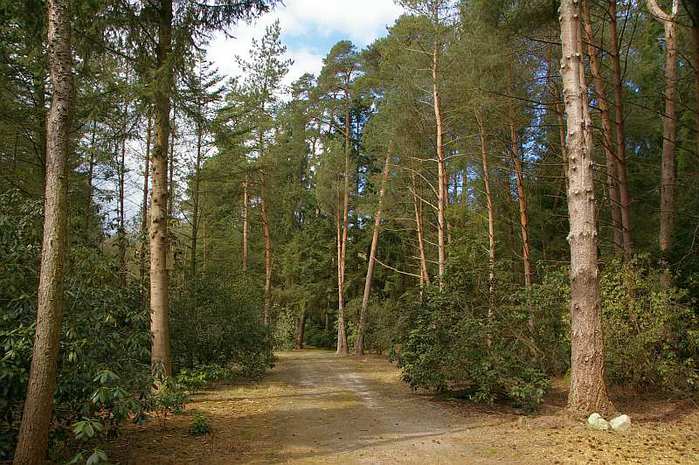 Рододендроновый парк-Westerstede Rhododendronpark. 72216