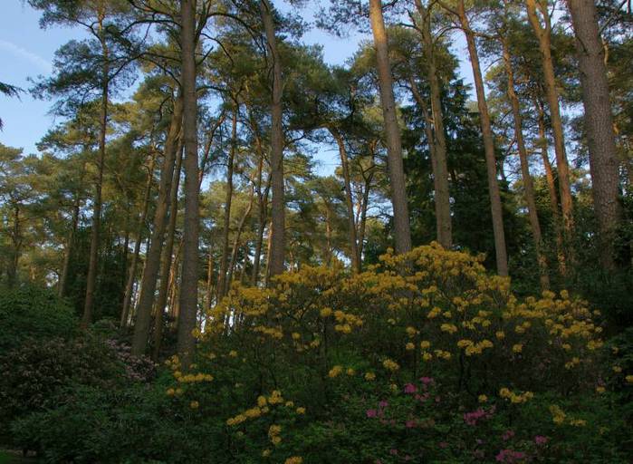 Рододендроновый парк-Westerstede Rhododendronpark. 57246