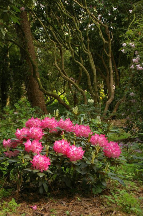 Рододендроновый парк-Westerstede Rhododendronpark. 11081