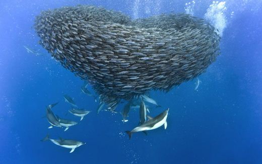 Морская охота. Акулы и дельфины против косяка скумбрий. Фотографии