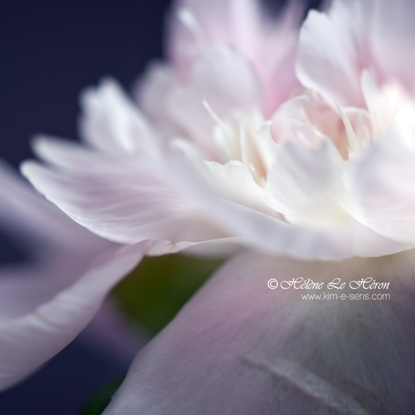 white_hot_waterlily_by_kim_e_sens-d50vcbx (600x600, 168Kb)