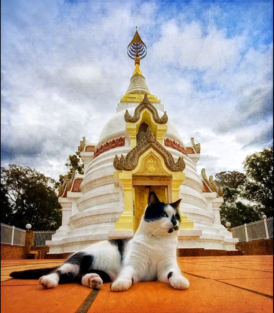 6-кот на фоне буддийской ступы (548x626, 122Kb)