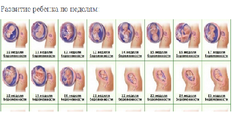 Сколько недель длится беременность это Сколько недель длится беременность это