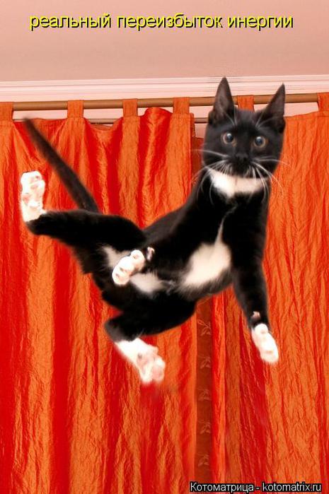 kotomatritsa_dt (465x700, 55Kb)