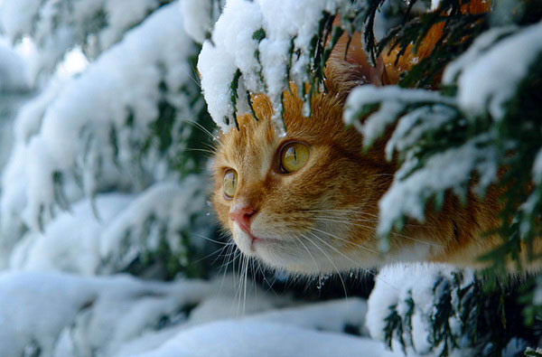cats-and-snow (600x395, 53Kb)