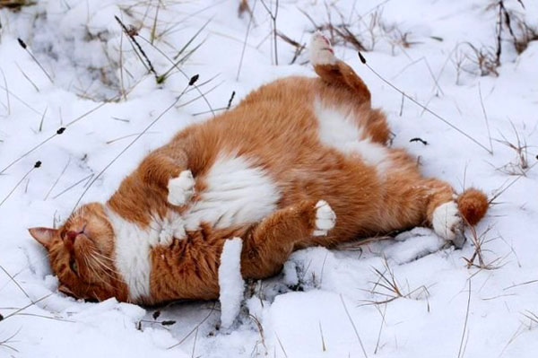cats-and-snow-2 (600x399, 54Kb)