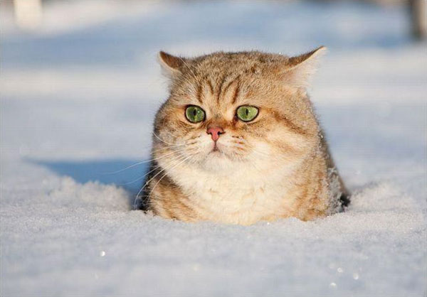 cats-and-snow-7 (600x418, 37Kb)