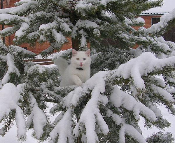 cats-and-snow-9 (600x493, 85Kb)