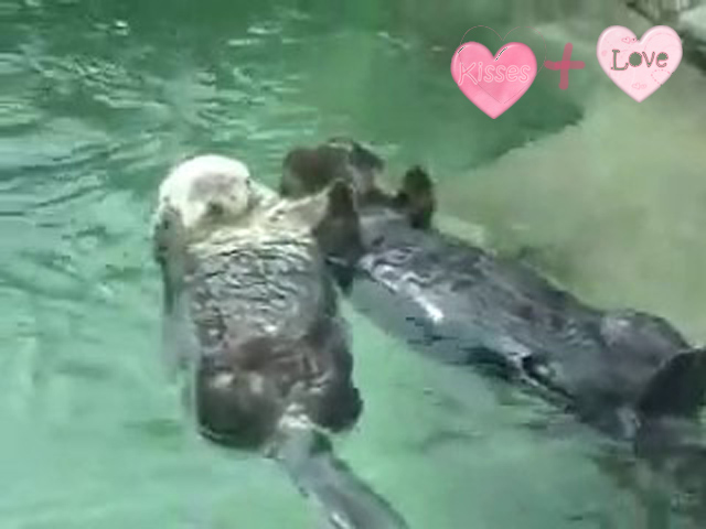 Otters holding hands.0-00-11 (640x480, 102Kb)