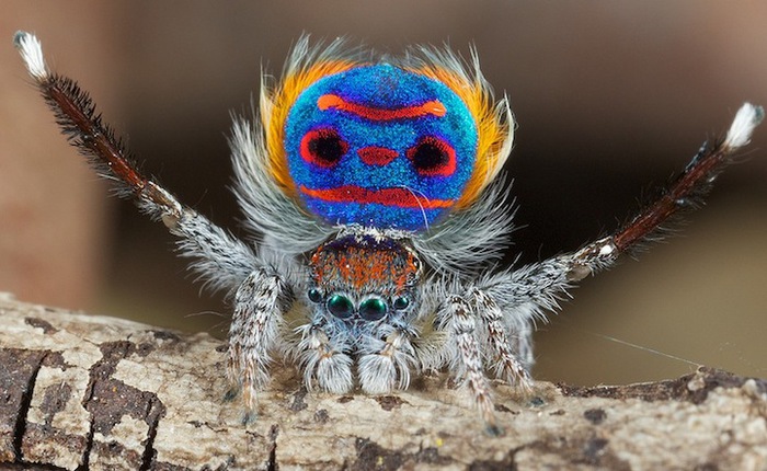 3085196_95171906_large_jurgenottopeacockspider1 (700x430, 112Kb)