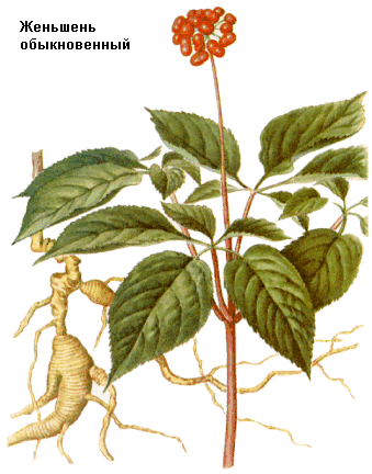 panax_ginseng (339x432, 54Kb)