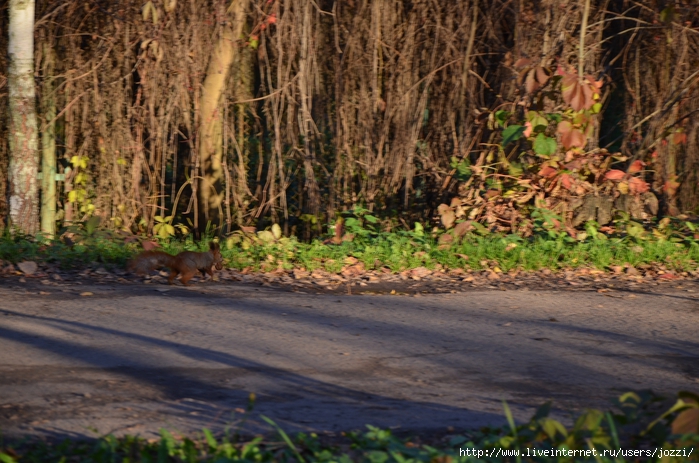 DSC_0999 (700x463, 316Kb)