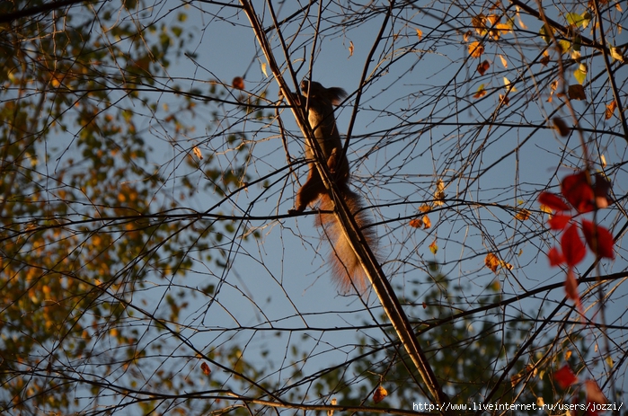 DSC_1045 (700x463, 376Kb)