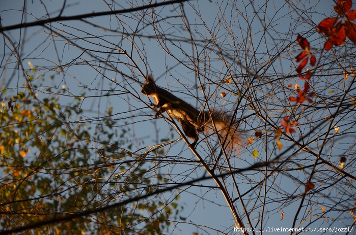 DSC_1047 (700x463, 375Kb)