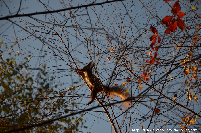 DSC_1049 (700x463, 380Kb)