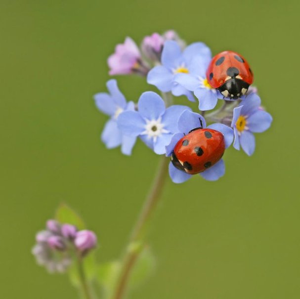 ladybugs-1 (607x605, 29Kb)