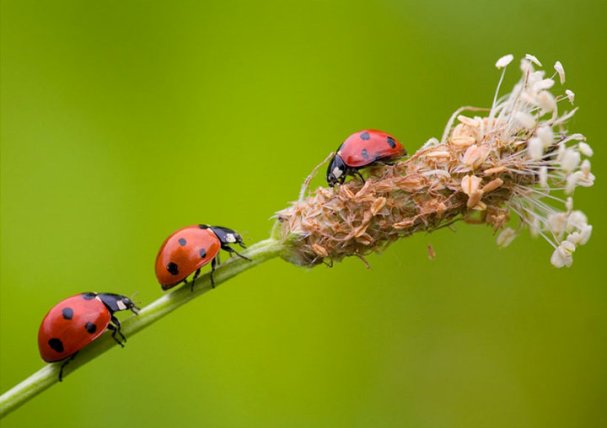 ladybugs-4 (607x428, 31Kb)