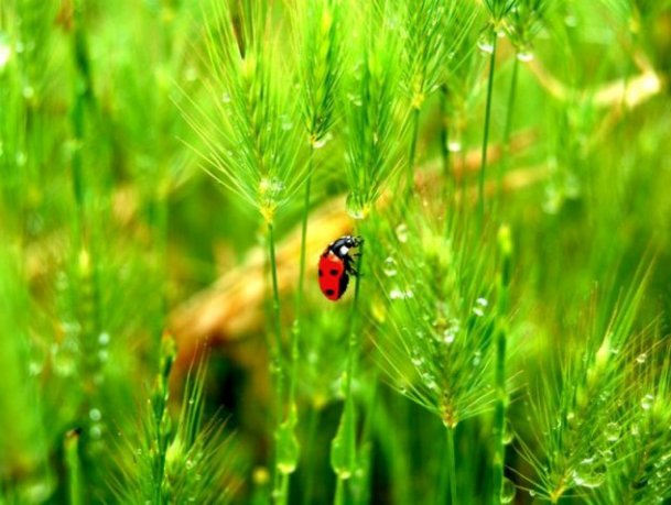ladybugs-7 (609x459, 59Kb)