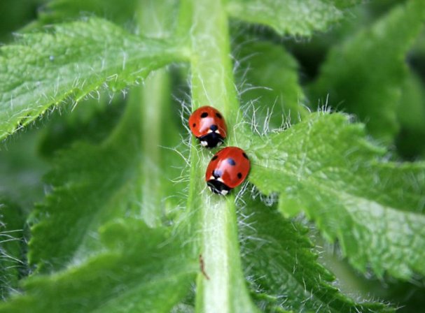 ladybugs-9 (607x448, 49Kb)