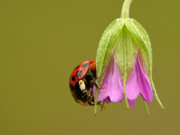 ladybugs-12 (607x457, 25Kb)