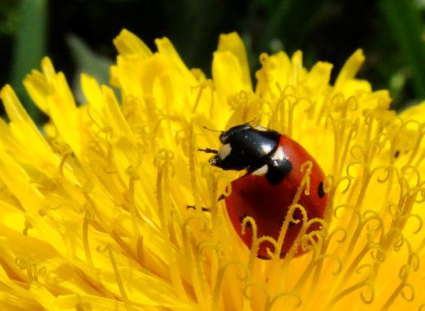 ladybugs-21 (607x445, 50Kb)